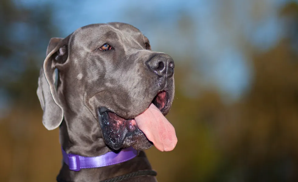 Copy of Copy of Fancy Serial Number 980 × 600px 880 × 500px 980 × 600px 4 blue great dane